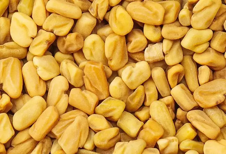 Fenugreek (Trigonella foenum-graecum)