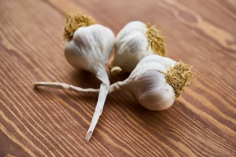 Garlic Extract